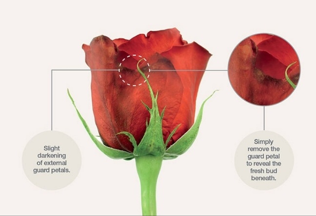 러버플라워 - 장미가 시들어 보이는 이유, 사실은 ‘외떡잎’ 때문입니다 기사 이미지