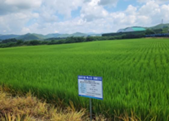 농촌진흥청, 국산 증류주용 '주향미', 민관 협업으로 산업화 '시동' 기사 이미지