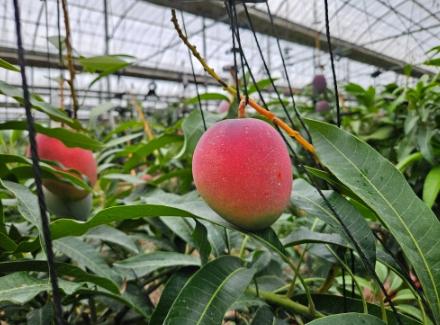 제주도, 망고 표준 비료사용 기준 첫 마련 기사 이미지