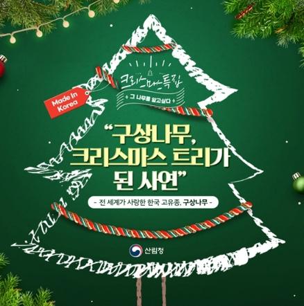 산림청, 구상나무, 크리스마스 트리가 된 사연 기사 이미지