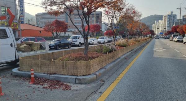 정읍시, 겨울철 가로수 지킴이 ‘방풍막’ 설치 완료…“염화칼슘 피해 예방” 기사 이미지