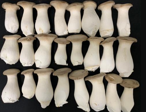 농촌진흥청, '버섯 배지 원료, 국산 홍삼 부산물로 대체' 원가 뚝, 생산성 쑥 기사 이미지