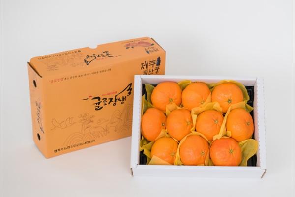 제주시, 설 명절 만감류 대대적인 소비촉진 전개 기사 이미지