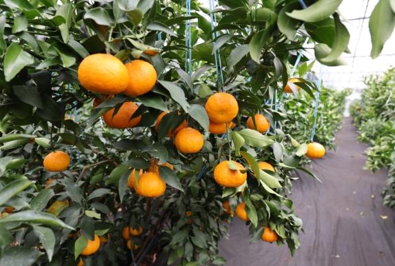 수도권 소비자, “미국산 만다린보다 제주 만감류” 기사 이미지