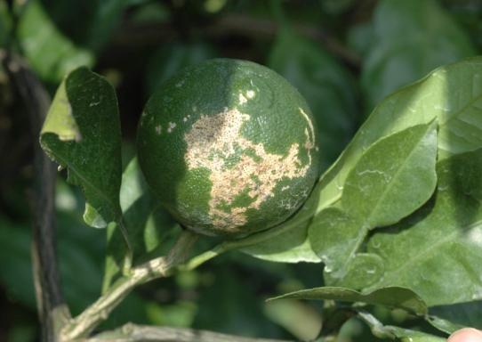제주도, 과학적 예측 데이터가 감귤 방제 적기 알려준다 기사 이미지
