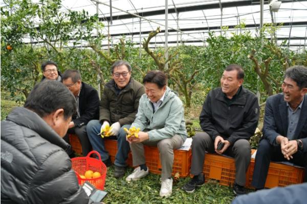 제주 만감류 가격 회복세 속 한라봉 농가 현장 소통 기사 이미지