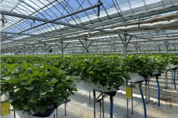 무주군, 청년 스마트팜·여름딸기 농가 상생협력 체계 구축 나서 기사 이미지