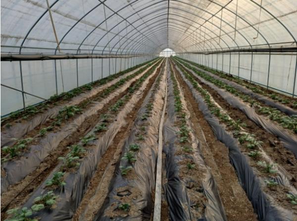 농한기 겨울감자 시설재배로 농가소득 창출 기사 이미지