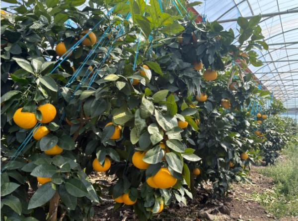 제주도 자몽 농약등록기간 단축, 재배농가 숨통 트인다 기사 이미지