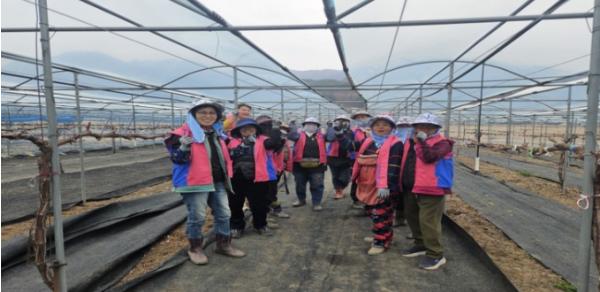 한국생활개선영동군연합회, 포도농가 일손돕기 봉사활동 펼쳐 기사 이미지