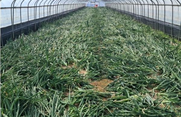 경남농업기술원, 지금 가장 맛있을 때 달콤한 햇양파 본격 출하 기사 이미지