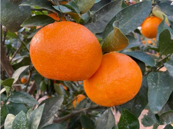 국내 육성 ‘미래향’ 추석 출하 가온재배 연구 착수 기사 이미지