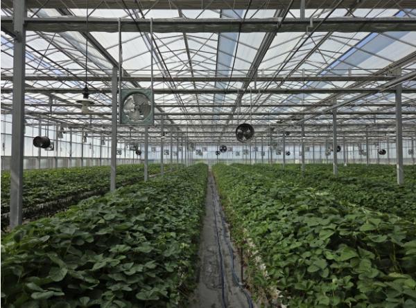충남도 농업기술원, 폭염 지속…딸기 우량묘 생산 ‘최대 고비’ 기사 이미지