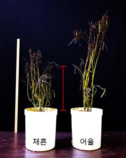 농촌진흥청, 기계수확 가능한 녹두 새 품종 '채흔' 현장 평가회 기사 이미지