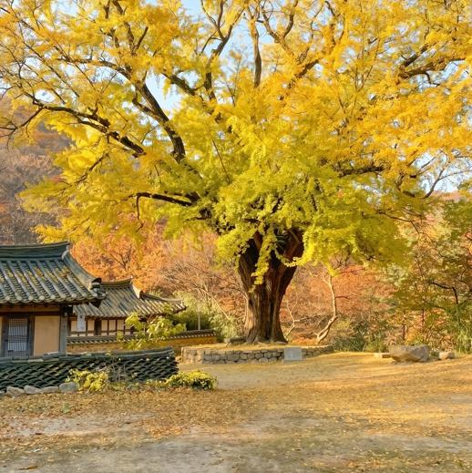 수백 년의 이야기가 깃든 황금빛 명소 경북 은행나무 노거수 BEST9 기사 이미지